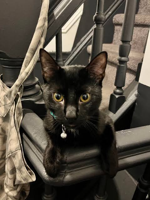 Young black cat on a staircase banister wearing a teal collar