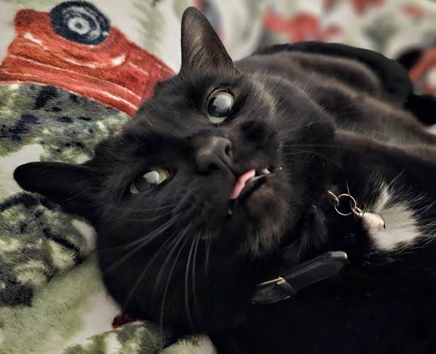 Black cat with tongue out on a patterned blanket