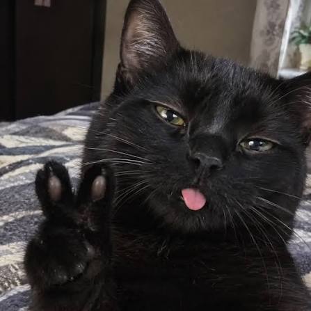Black cat with tongue out holding a peace-sign paw