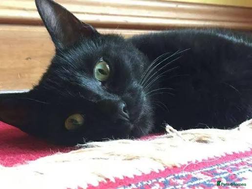 Black cat lying on a red patterned rug