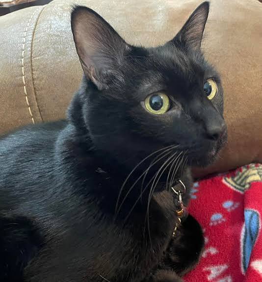 Black cat with yellow-green eyes on a leather sofa